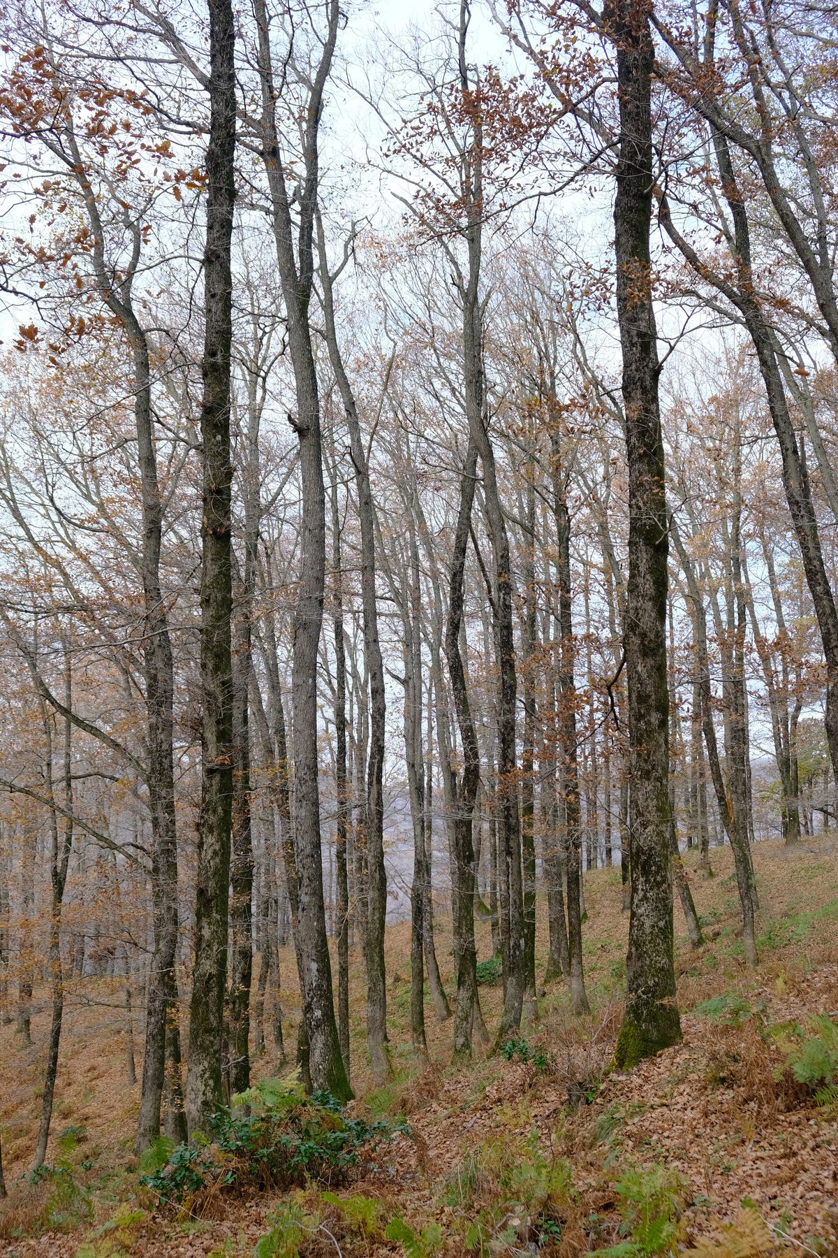 Ladera de bosque con árboles altos y hojas secas en otoño