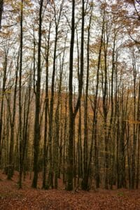 Escapada en Camper al Parc Natural del Montnegre i el Corredor desde el Maresme-Vallès
